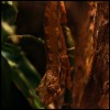 furcifer pardalis. panther chameleon ii. madagascar.jpg